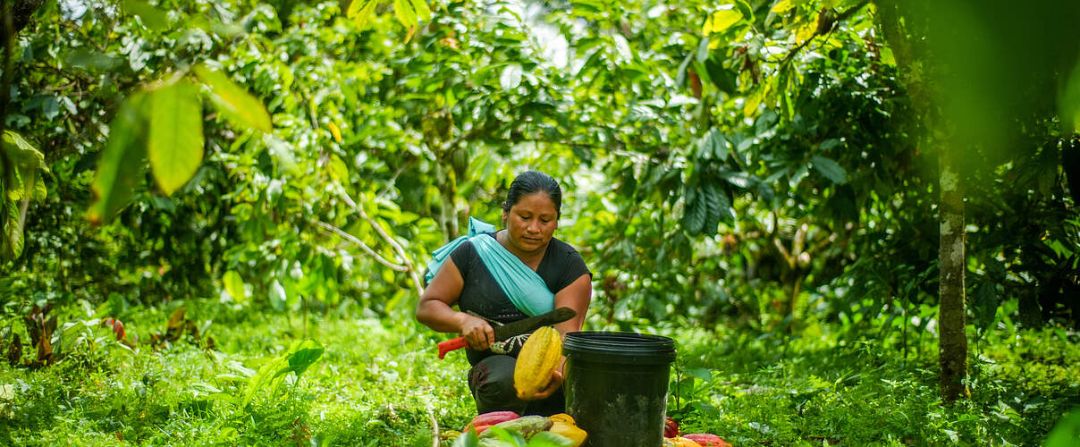 Kakaoernte in Ecuador © Gabriel Vanerio / WWF Ecuador