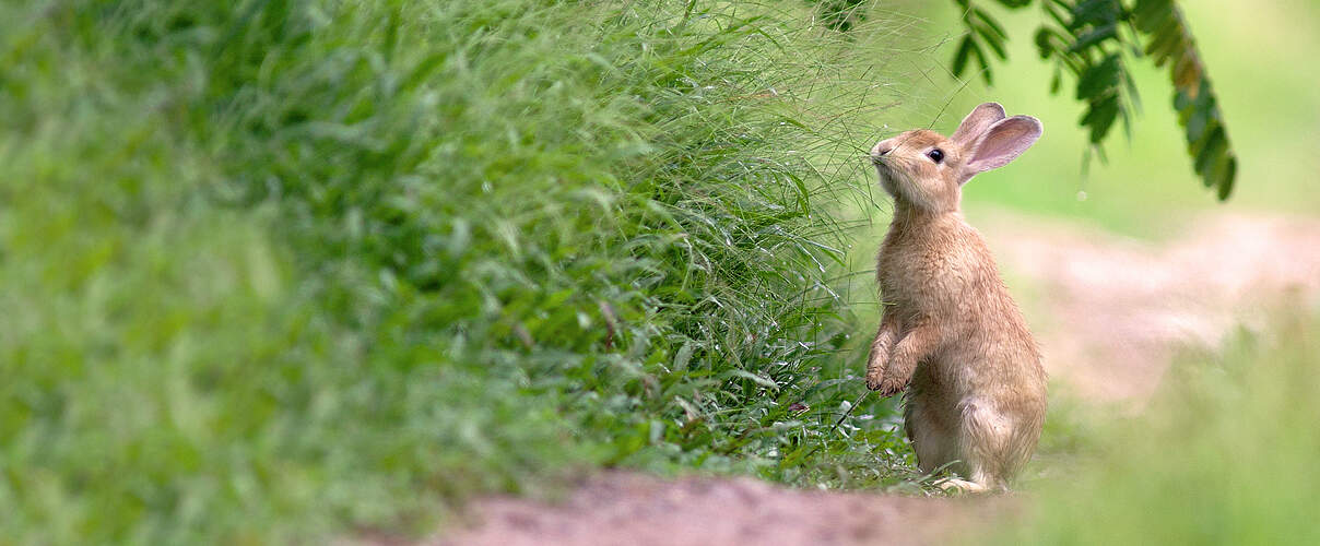 Kaninchen im Gras © Wisan Numkarng/Getty Images