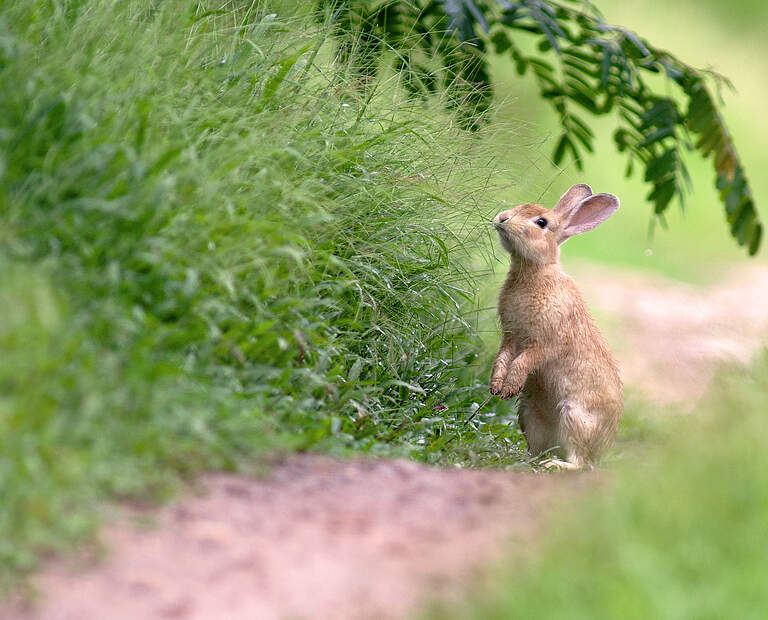 Kaninchen im Gras © Wisan Numkarng/Getty Images