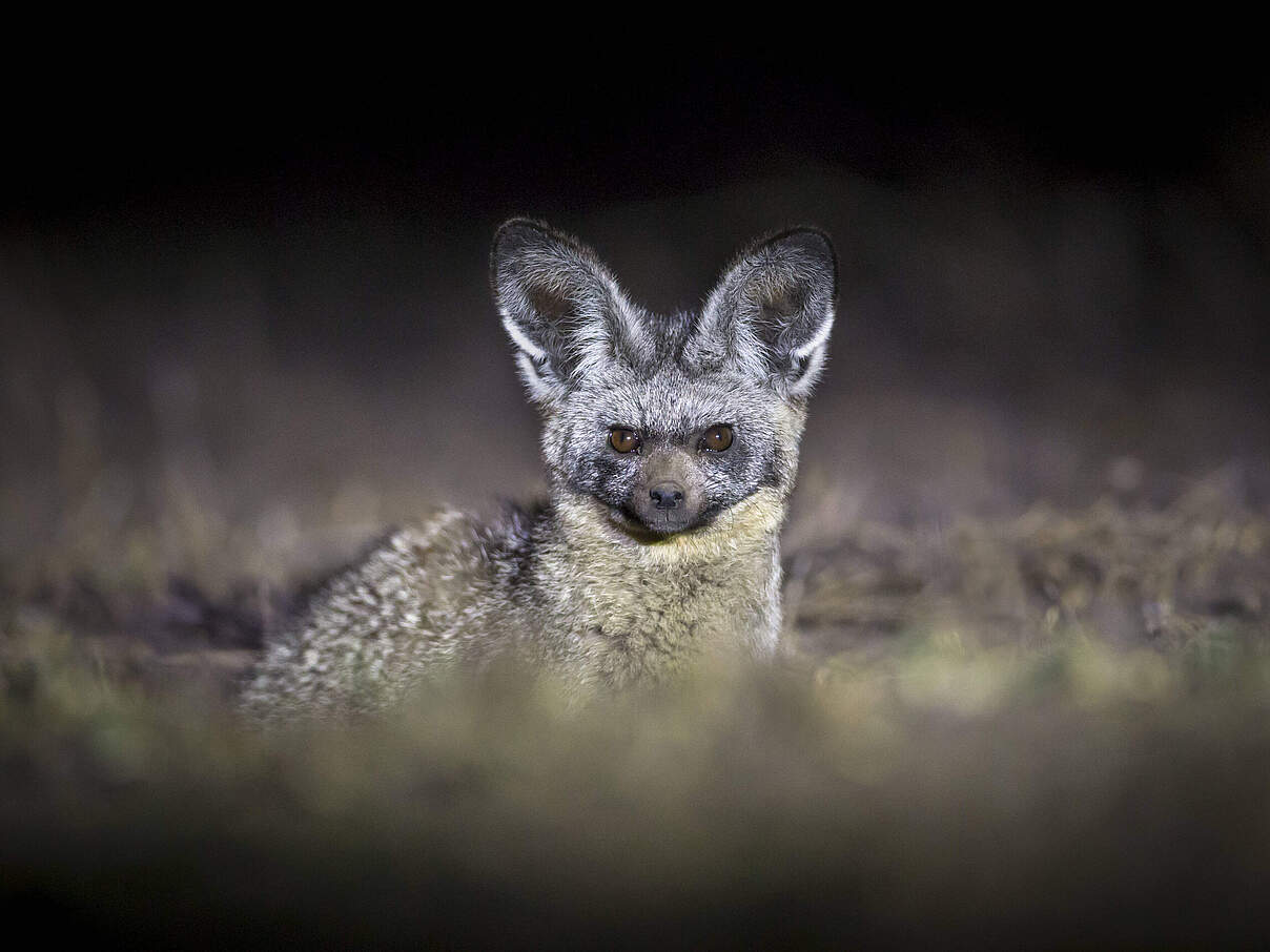 Löffelhunde: Große Ohren und extrem viele Zähne © imago images / Nature Picture Library / Will Burrard Lucas
