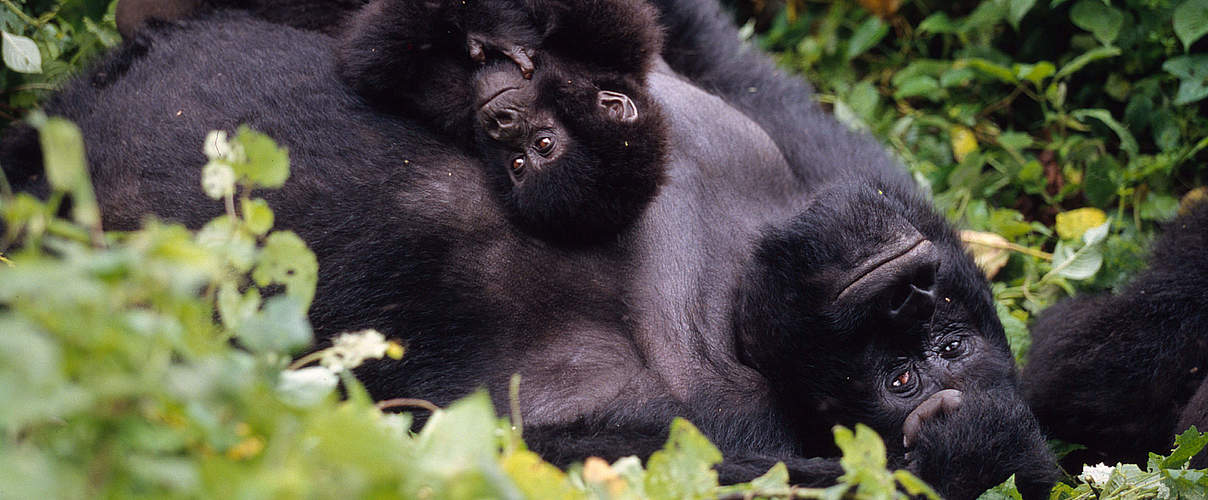 Berggorilla mit Jungtier © Martin Harvey / WWF
