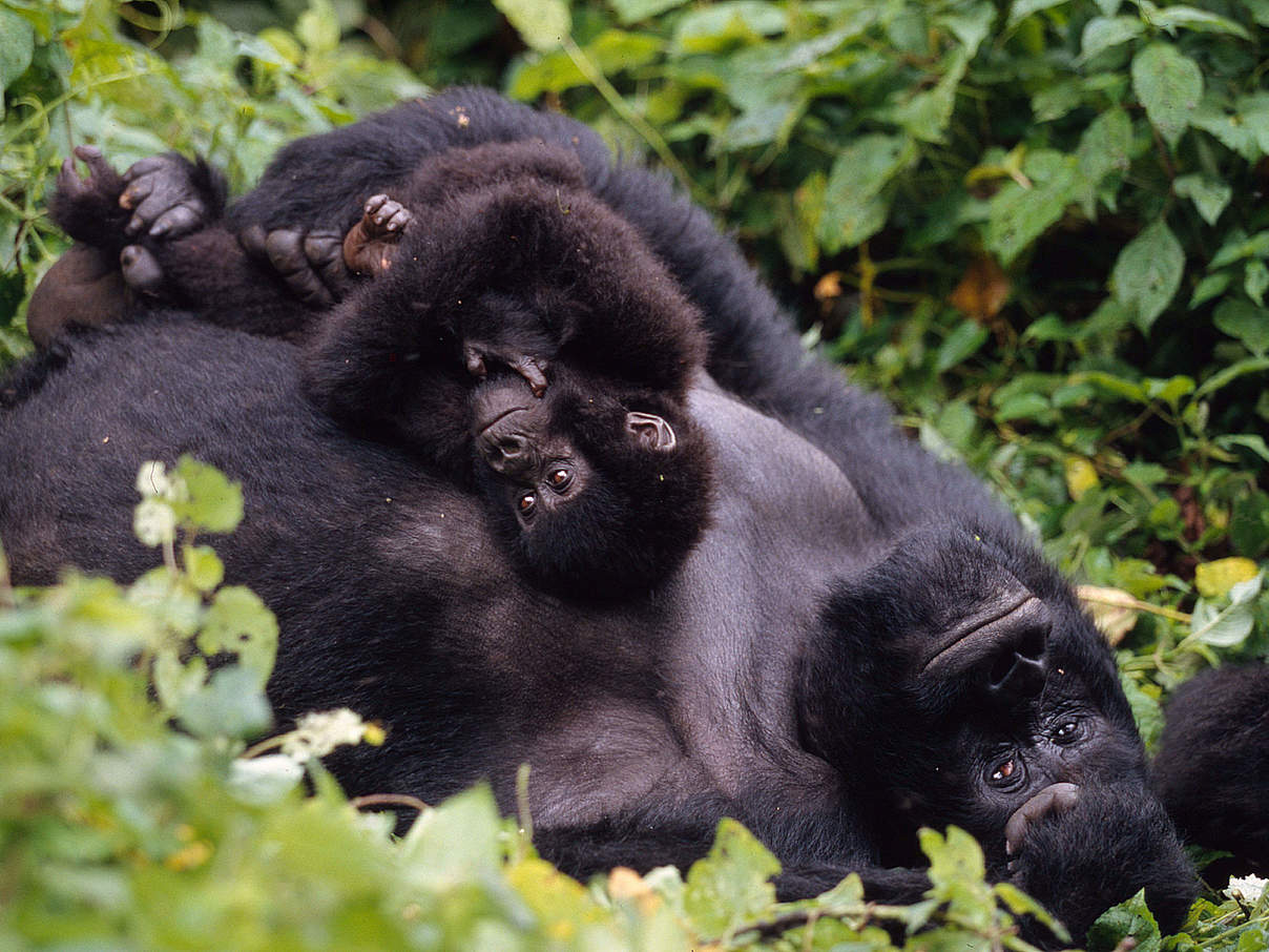 Berggorilla mit Jungtier © Martin Harvey / WWF