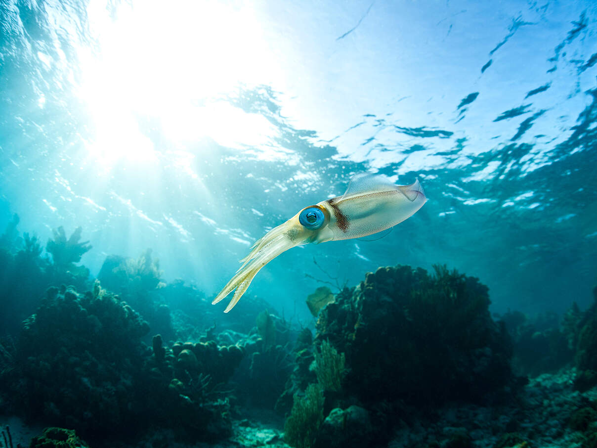 Karibischer Riffkalmar