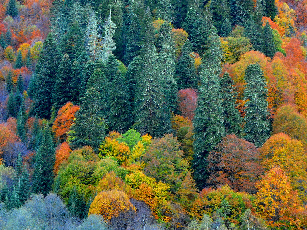 Schützenswerte Wälder © Aurel Heidelberg / WWF Deutschland