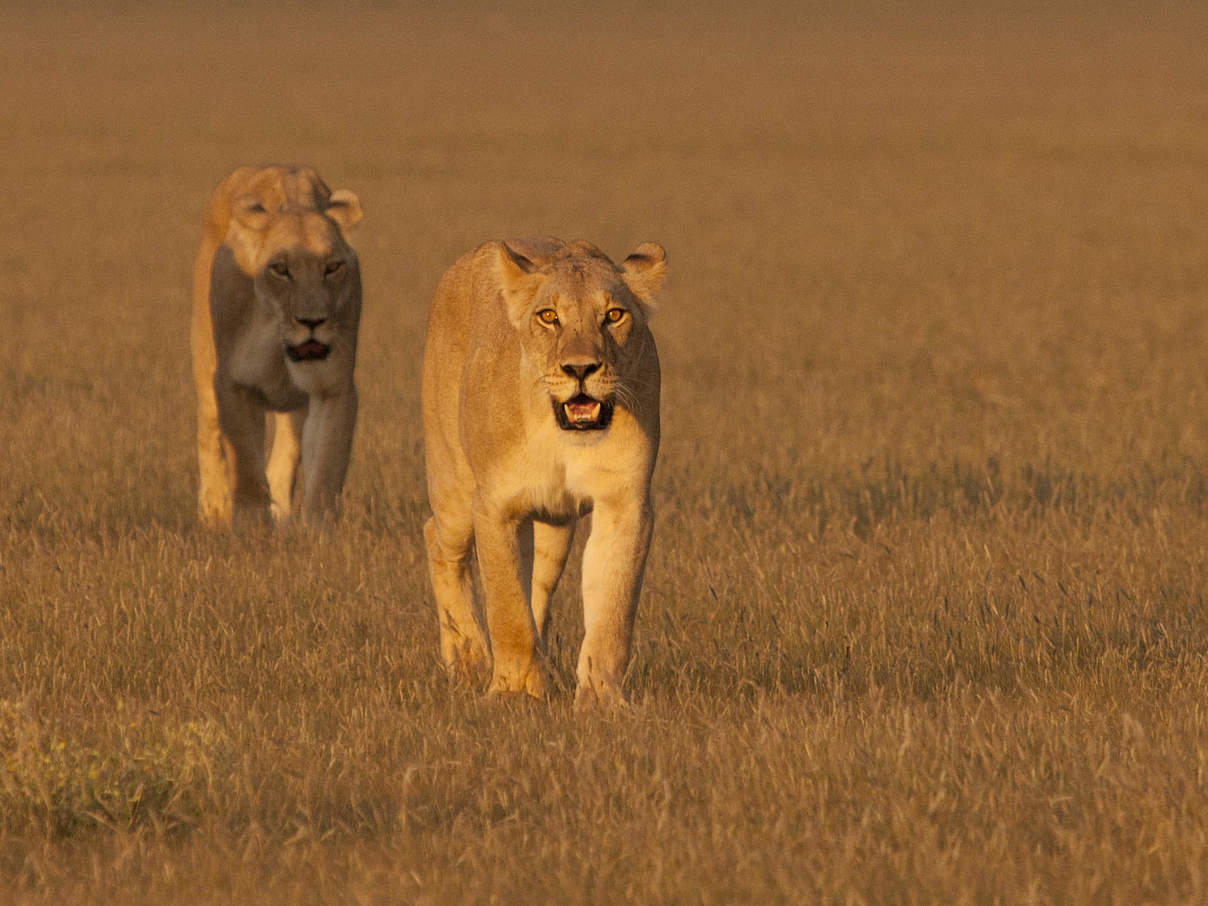 Löwen in Botswana © Court Whelan