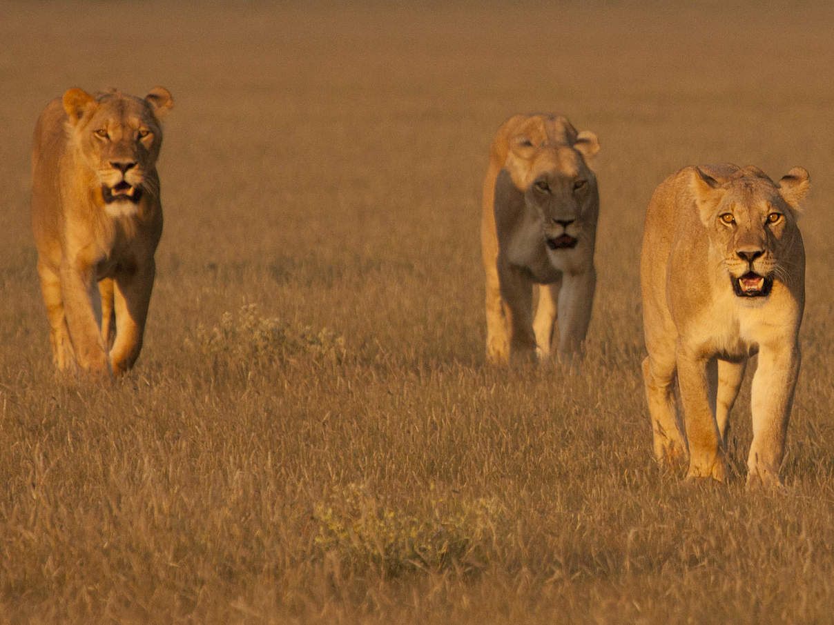 Löwen in Botswana © Court Whelan