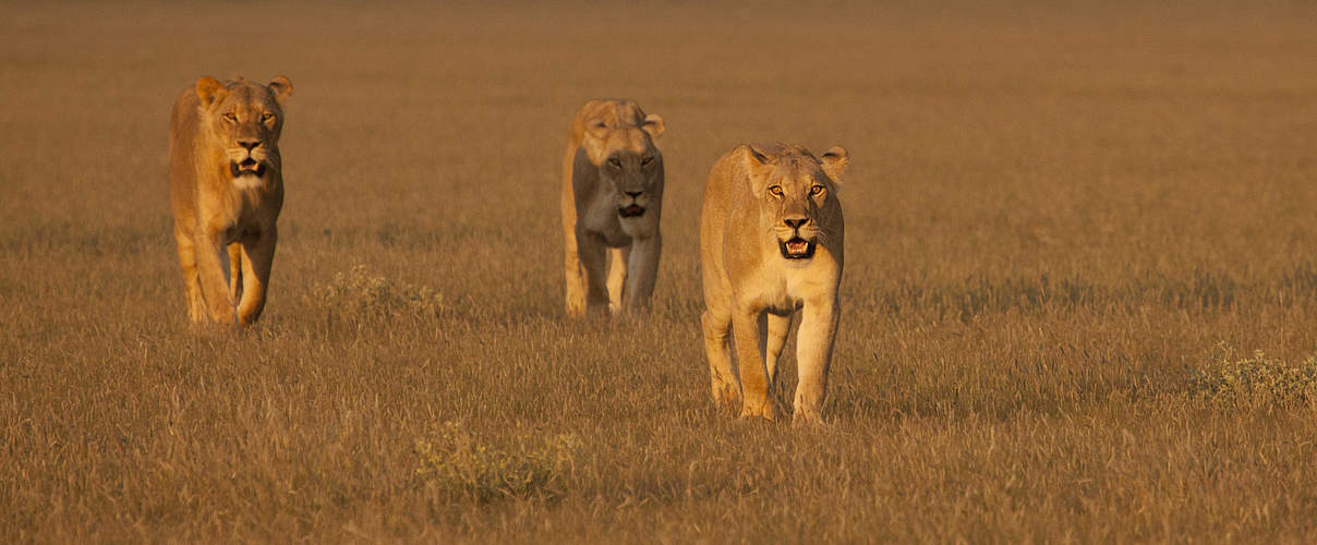 Löwen in Botswana © Court Whelan