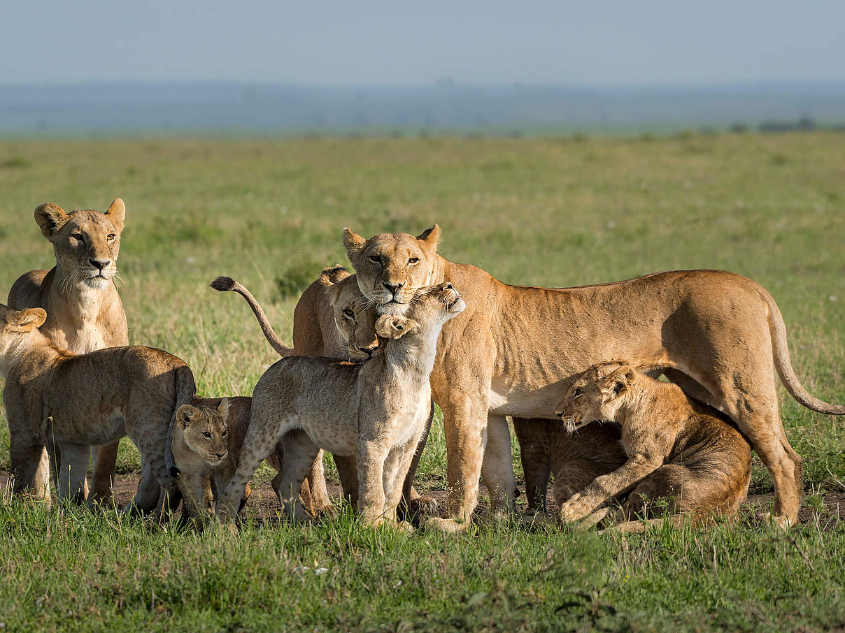 Löwenfamilie © Richard Barrett / WWF-UK