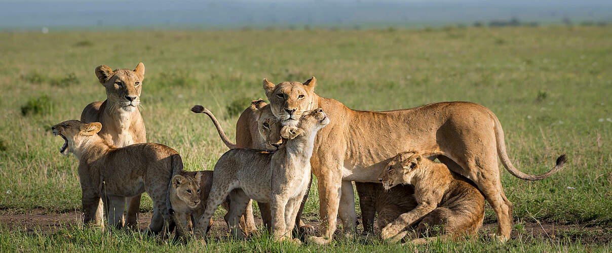 Löwenfamilie © Richard Barrett / WWF-UK