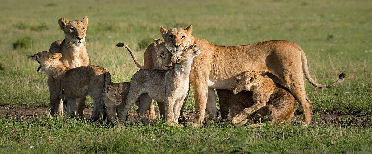 Löwenfamilie © Richard Barrett / WWF-UK