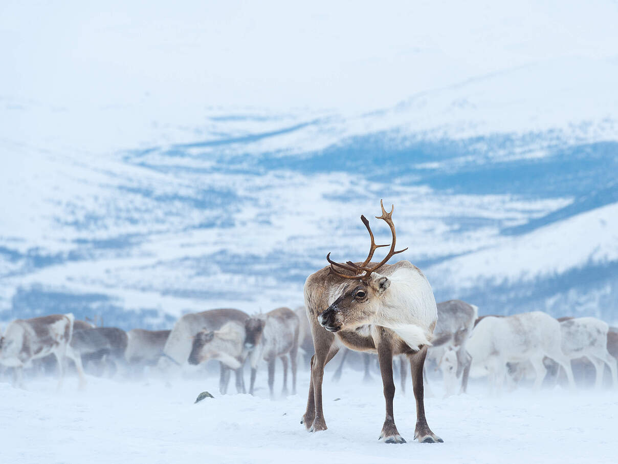 Rentierherde im Schnee © Svetlana Gorbatyh / WWF Russia