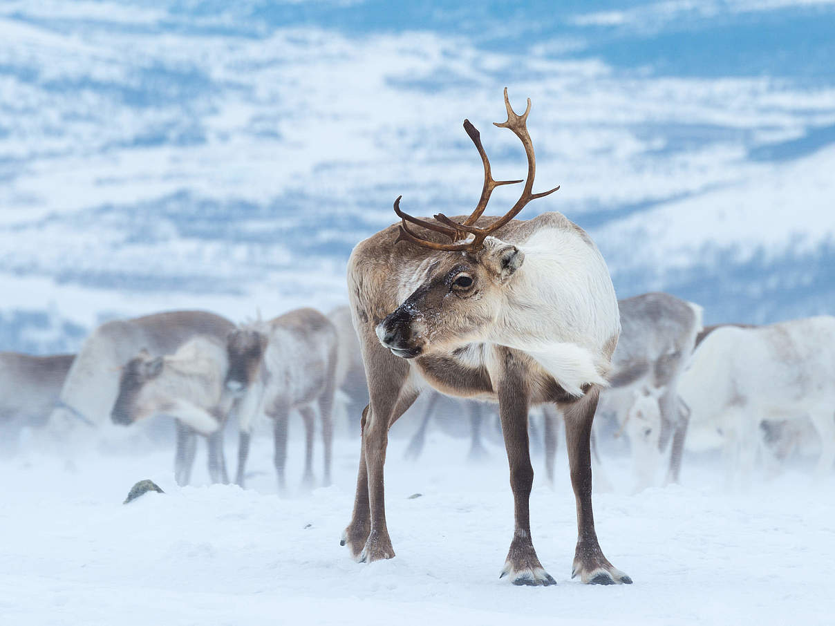 Rentierherde im Schnee © Svetlana Gorbatyh / WWF Russia