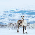 Rentierherde im Schnee © Svetlana Gorbatyh / WWF Russia