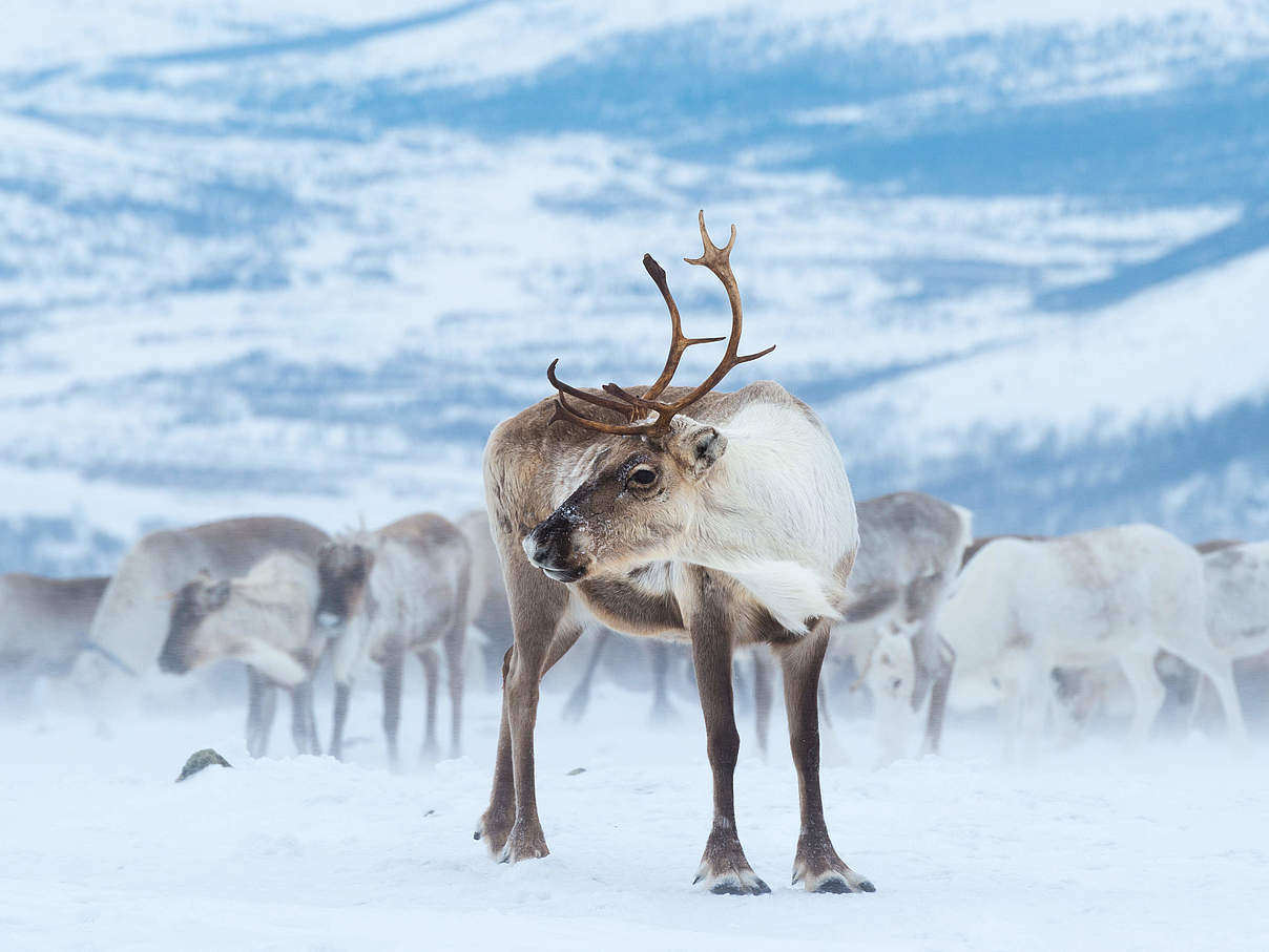 Rentierherde im Schnee © Svetlana Gorbatyh / WWF Russia