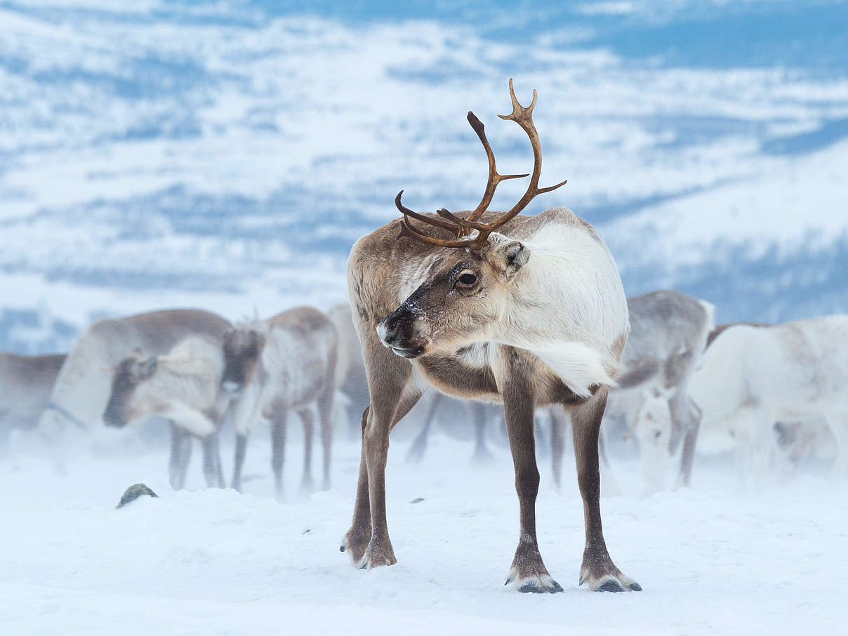 Rentierherde im Schnee © Svetlana Gorbatyh / WWF Russia