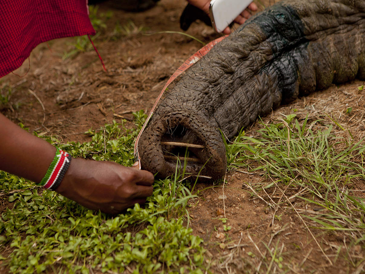 Die Betäubung wird auch genutzt, um den Elefanten zu vermessen © Greg Armfield / WWF-UK