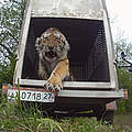 Amur-Tiger springt in die Freiheit © WWF Russia