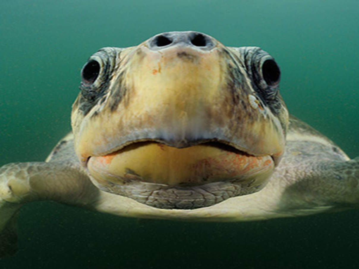 Olivschildkröte © naturepl.com / Solvin Zankl / WWF