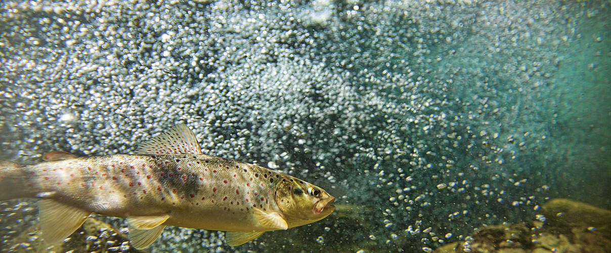 Bachforelle 