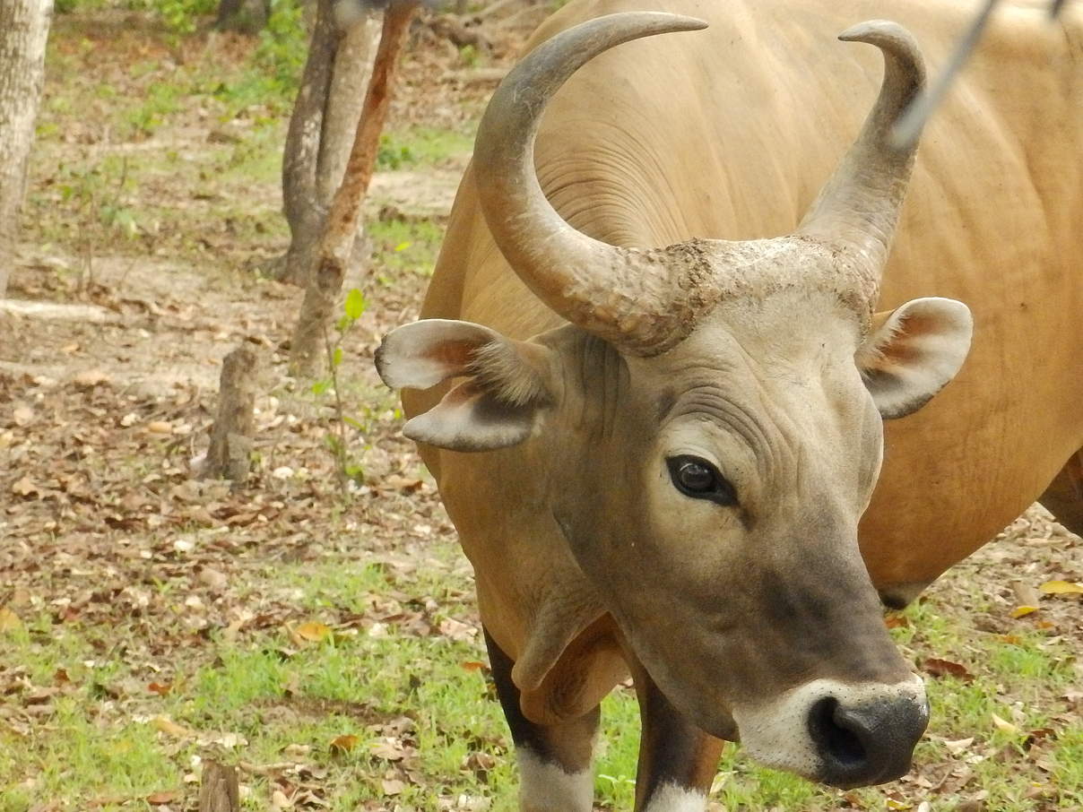 Banteng in Kambodscha © Franko Petri WWF