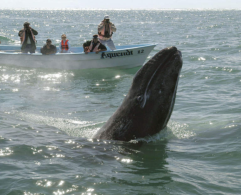 Whale Watching in Mexiko © Gustavo Ybarra / WWF