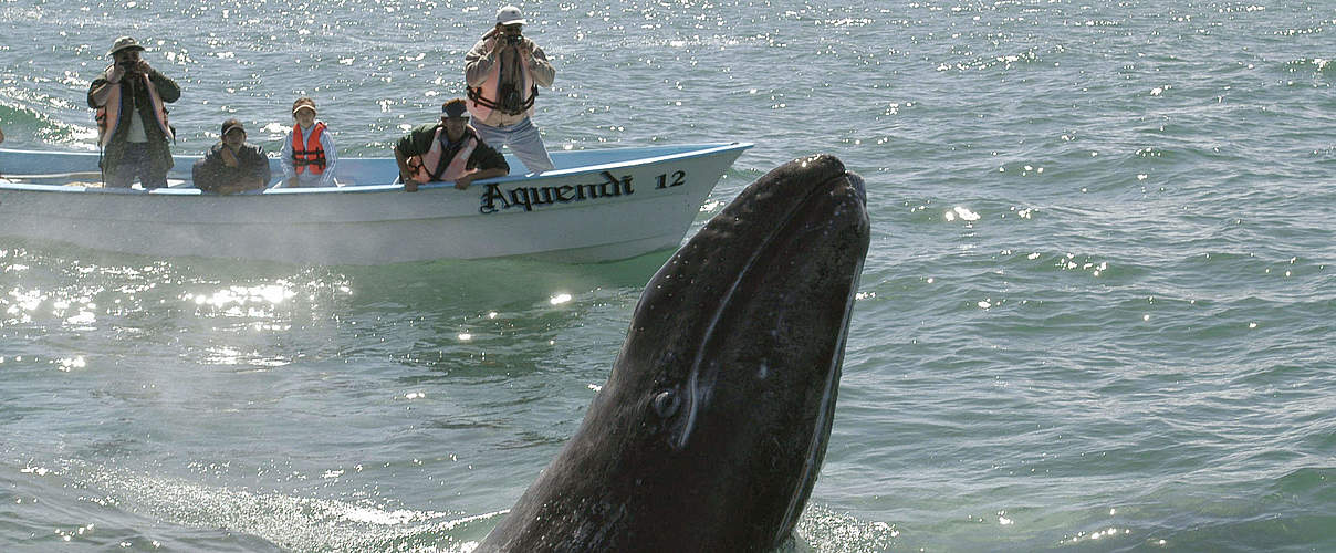 Whale Watching in Mexiko © Gustavo Ybarra / WWF