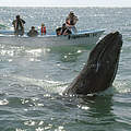 Whale Watching in Mexiko © Gustavo Ybarra / WWF