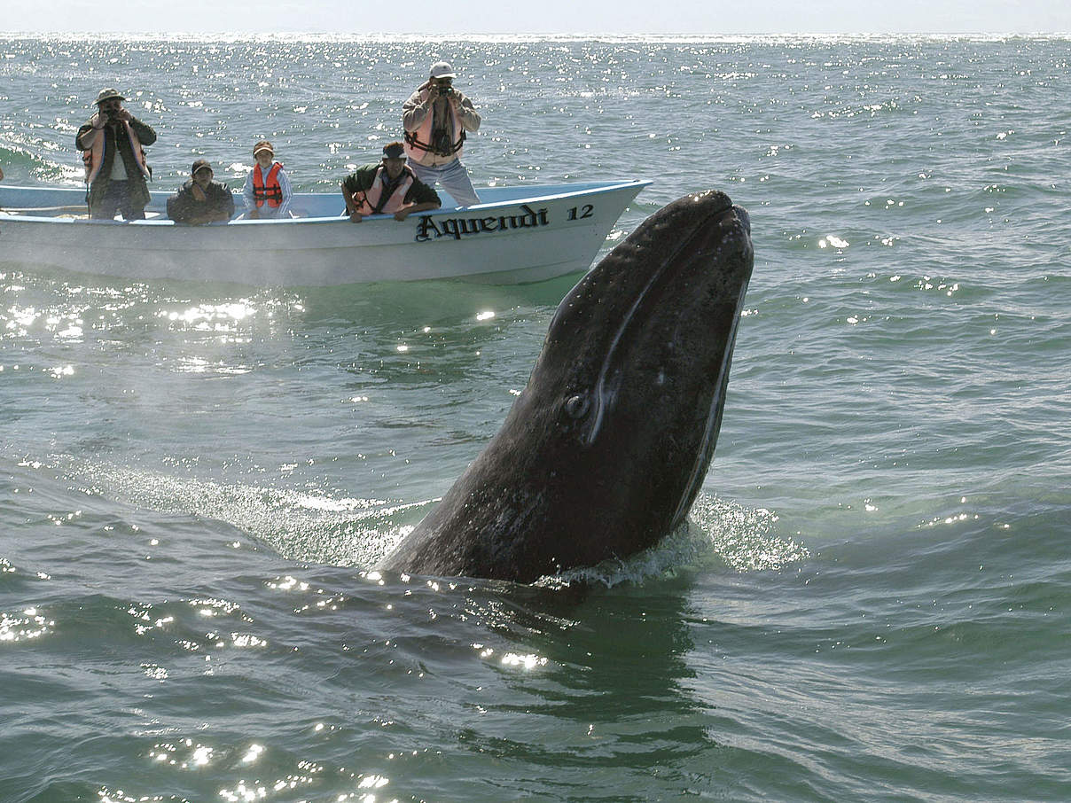 Whale Watching in Mexiko © Gustavo Ybarra / WWF
