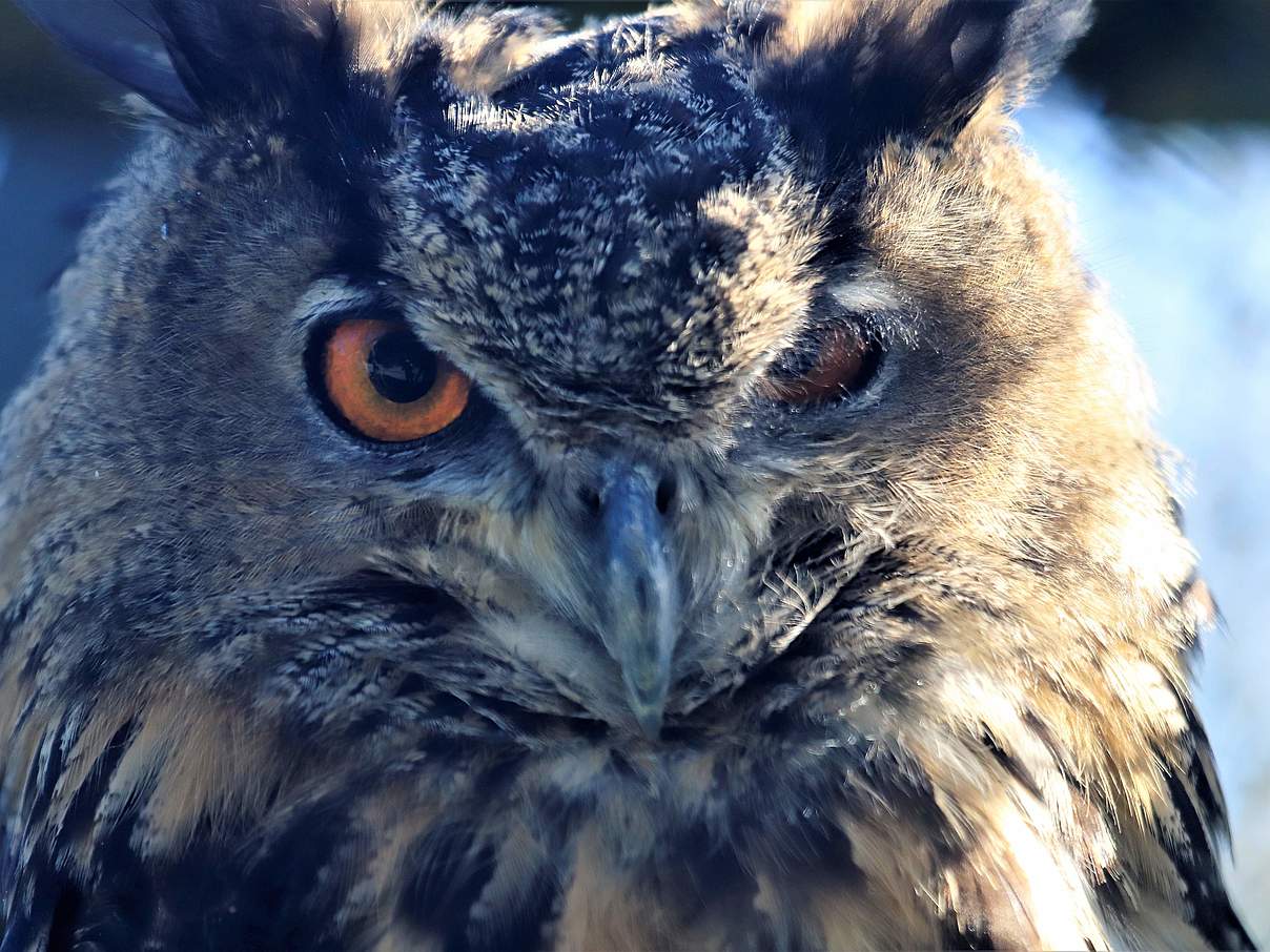 Uhu – die größte heimische Eulenart © Kari Schnellmann