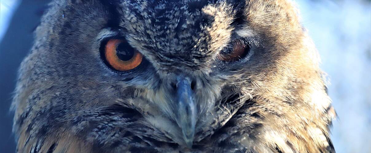 Uhu – die größte heimische Eulenart © Kari Schnellmann