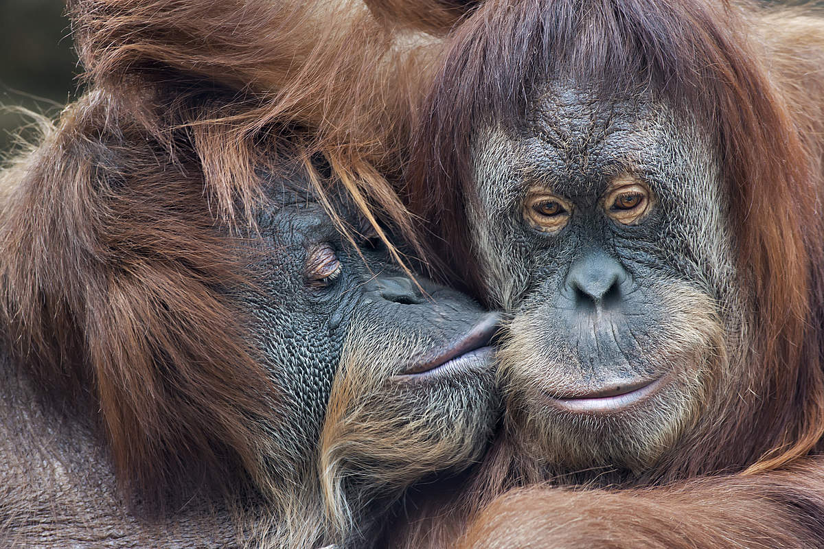 Tag des Kusses: Orang-Utan-Mutterliebe für die erwachsene Tochter © olga_gl / iStock / Getty Images Tag des Kusses: Orang-Utan-Mutterliebe für die erwachsene Tochter © olga_gl / iStock / Getty Images