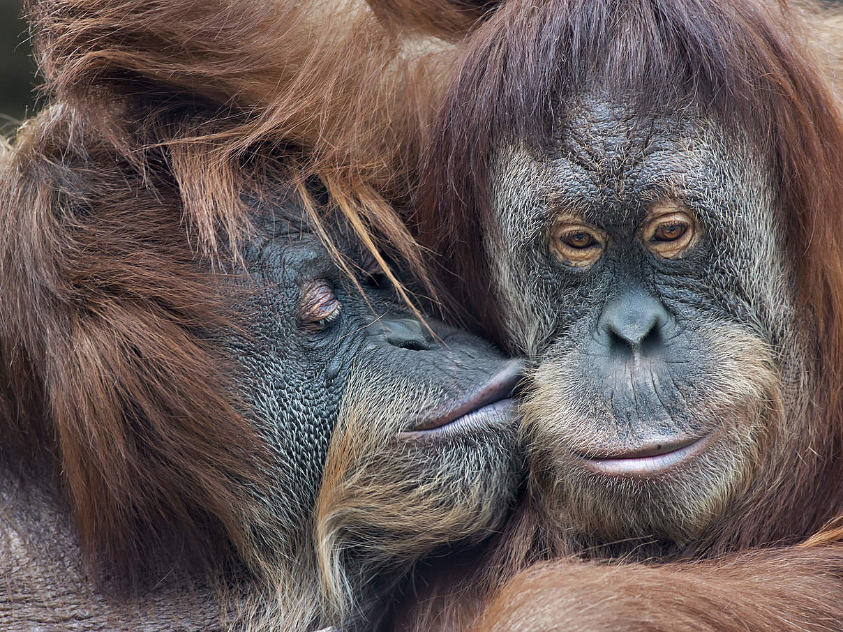 Tag des Kusses: Orang-Utan-Mutterliebe für die erwachsene Tochter © olga_gl / iStock / Getty Images
