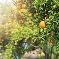 Orangenbäume mit reifen Orangen, die von der Sonne beschienen werden.