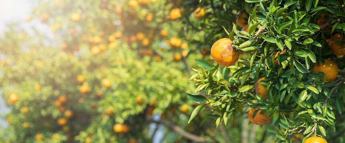 Orangenbäume mit reifen Orangen, die von der Sonne beschienen werden.