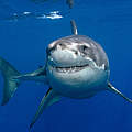 Weißer Hai © naturepl.com / Mark Carwardine / WWF 