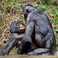 Bonobos bei der Paarung © USO / iStock / Getty Images Plus