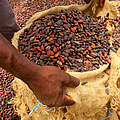 Geerntete Kakaobohnen © Valentin Wolf