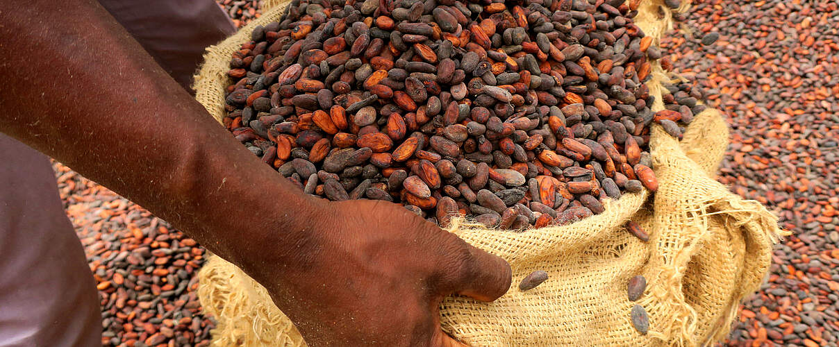 Geerntete Kakaobohnen © Valentin Wolf