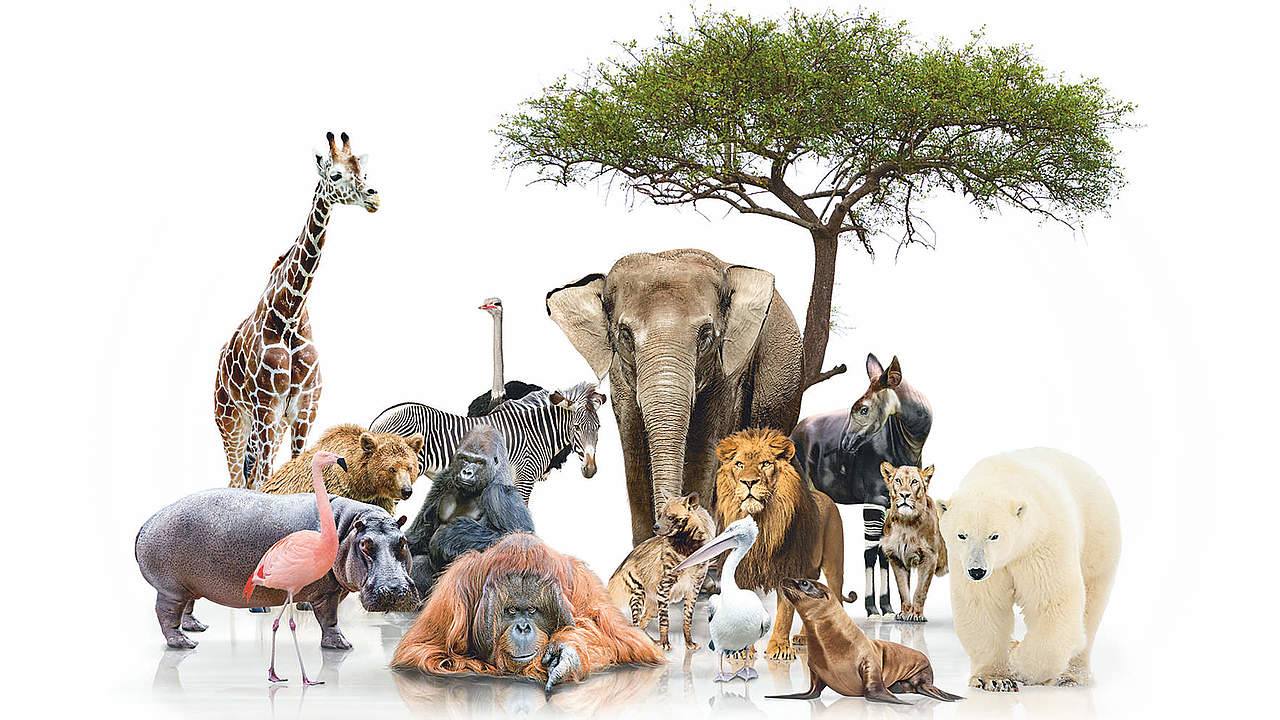 Global Protector © WWF