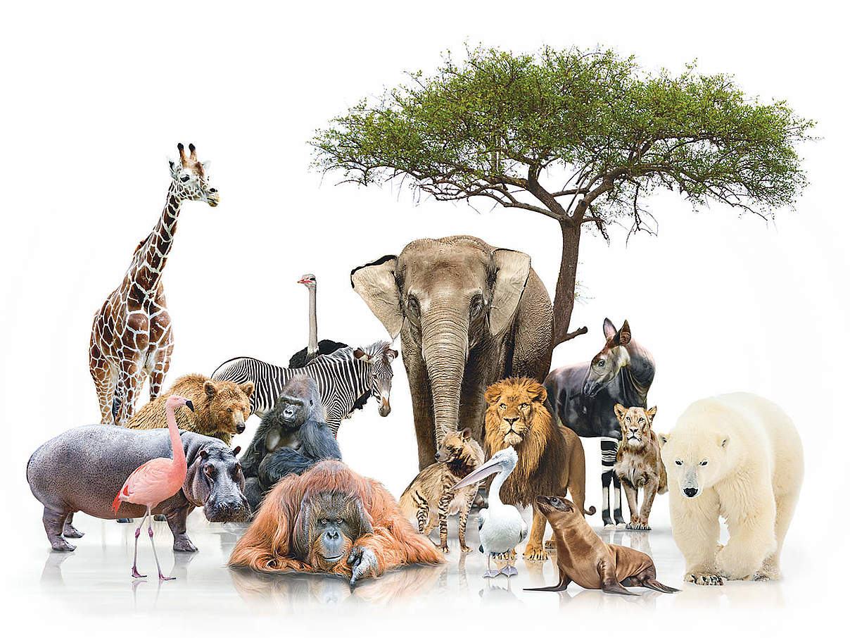 Global Protector © WWF