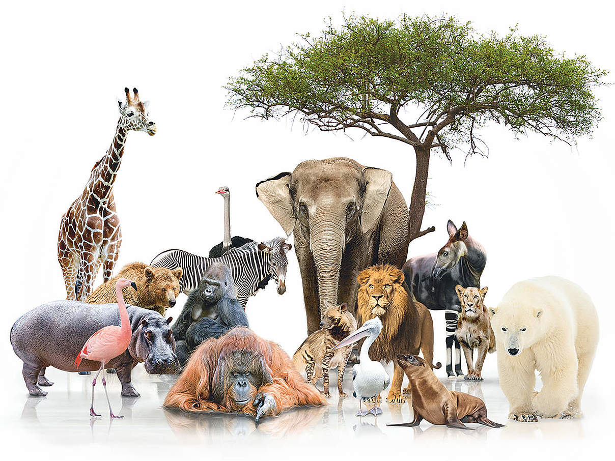 Global Protector © WWF