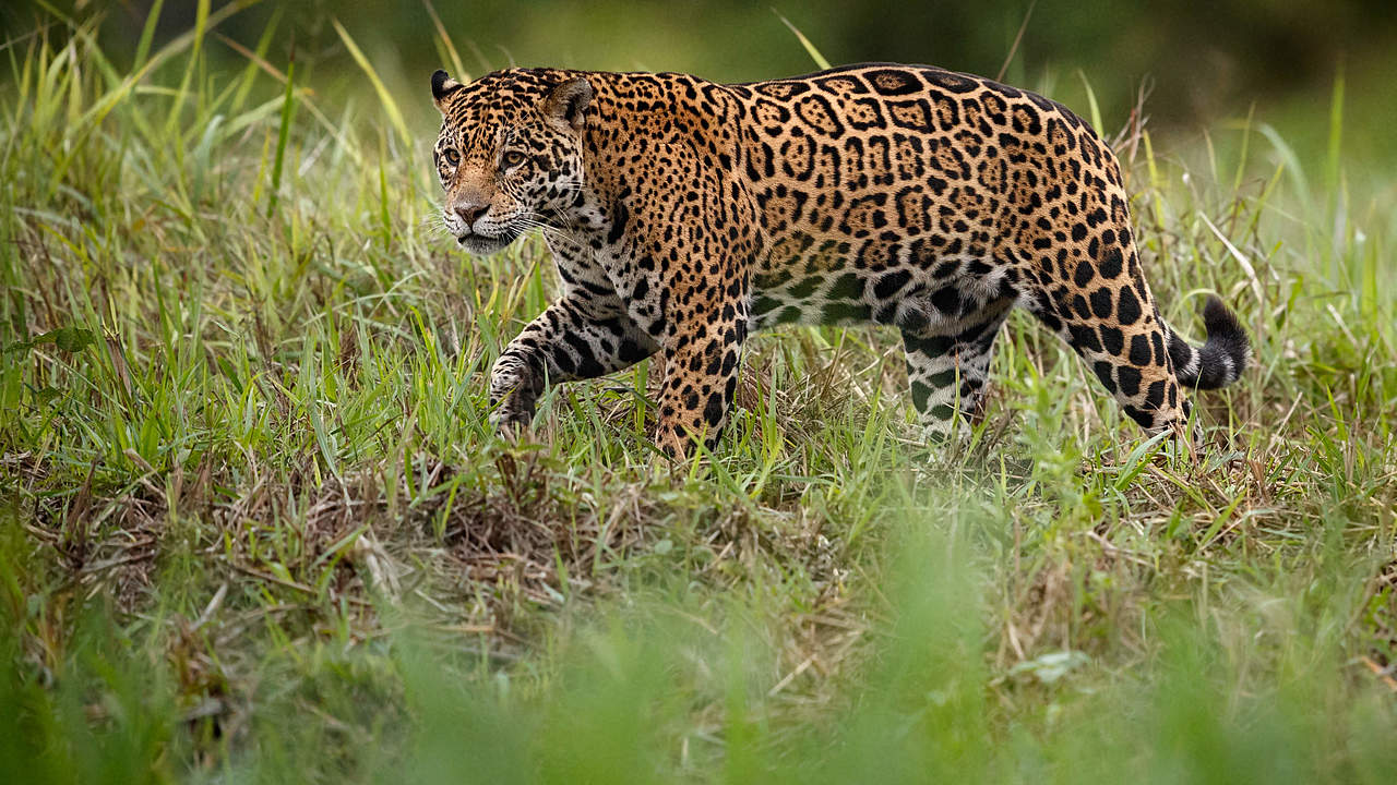 Der Jaguar lebt vor allem im Amazonasgebiet © Shutterstock