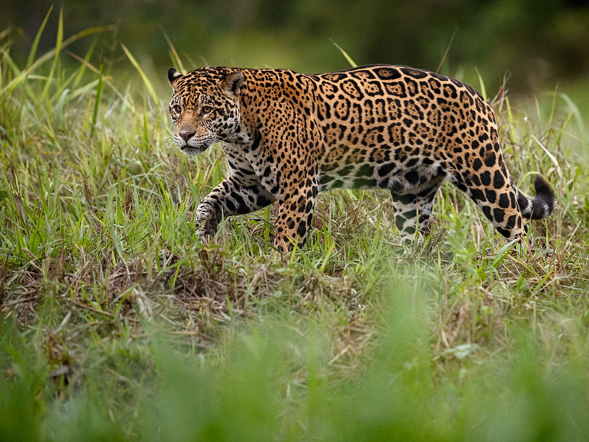 Der Jaguar lebt vor allem im Amazonasgebiet © Shutterstock