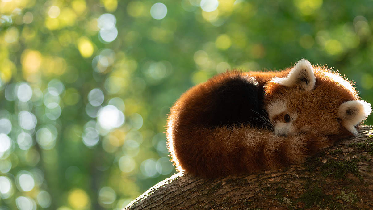 Roter Panda © AB photography / iStock / Getty Images Plus