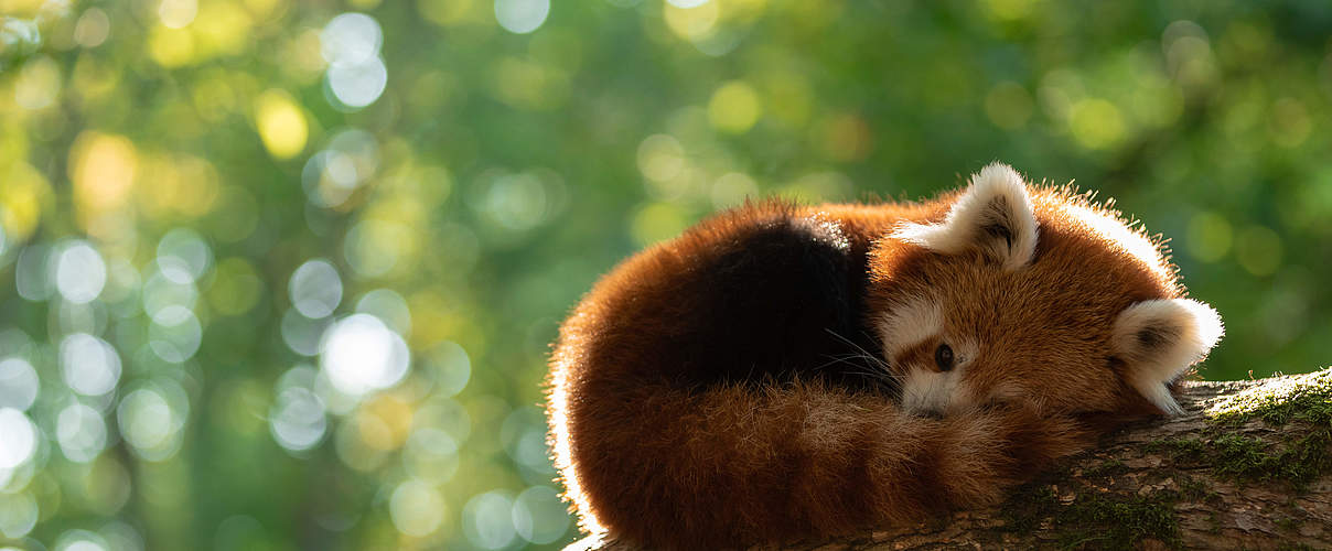 Roter Panda © AB photography / iStock / Getty Images Plus
