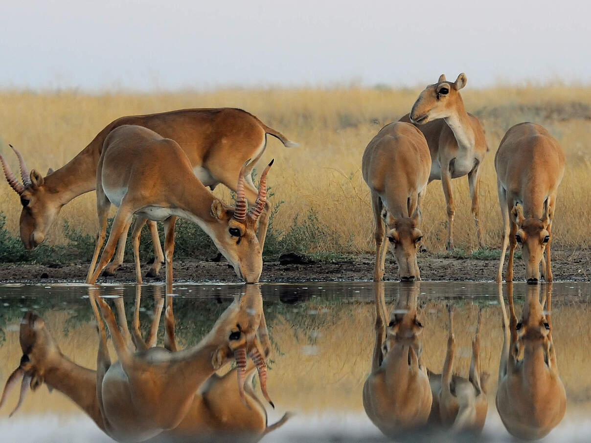 Saiga-Antilopen an einer Wasserstelle © VictorTyakht / iStock / Getty Images