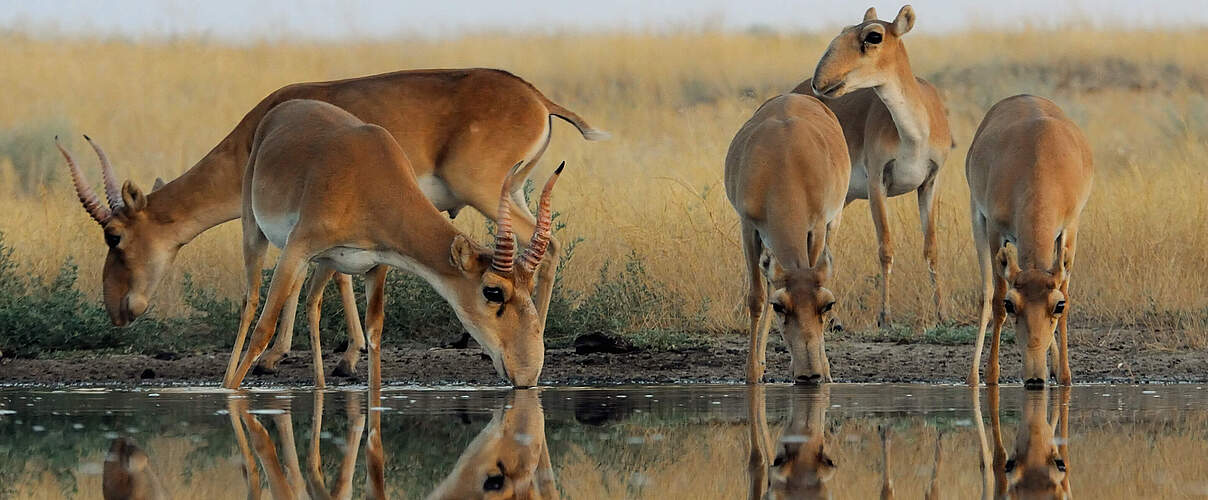 Saiga-Antilopen an einer Wasserstelle © VictorTyakht / iStock / Getty Images