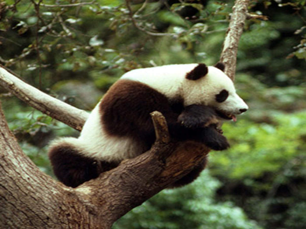 350 41318 Grosser Panda Ailuropoda melanoleuca c John MacKinnon WWF Canon © John Mac Kinnon / WWF-Canon