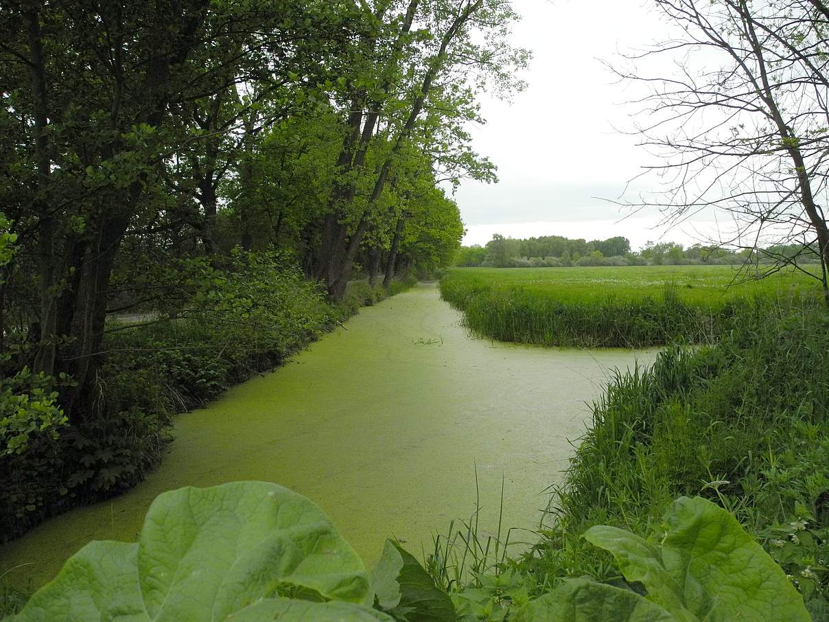 Sumpfgebiet im Drömling © WWF