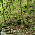 Waldfluss © Thomas Stephan / WWF